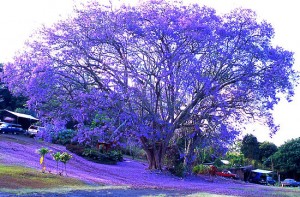 Jacaranda-Tree