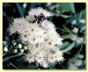 endangered Angophora floribunda Source:  anbg.gov.au