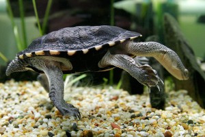 Long necked tortoise  Source: Wikimedia commons