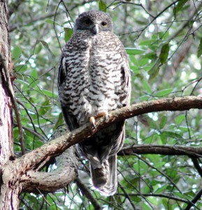 vulnerable species, Powerful Owl  Image:  Brad Law