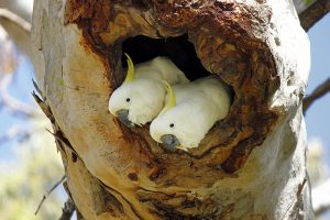 cockatoos in nesting hollow Image Danielle Bamforth