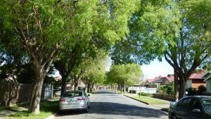 suburban-tree-canopy-annie-charlton